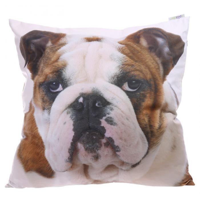 Housse et Coussin Bouledogue - 50x50cm