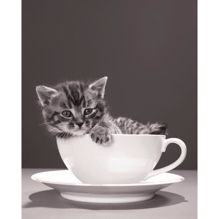 Affiche papier -  Chat Tasse   - Braun Studio  -  24x30 cm