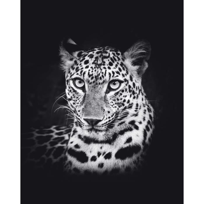 Affiche papier -  Leopard  - Braun Studio  -  40x50 cm