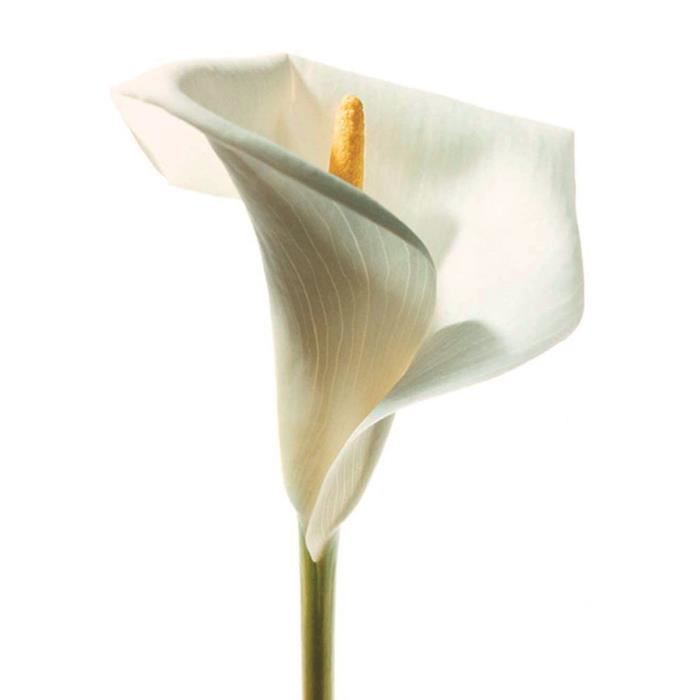 Affiche papier -  Lily in Bloom I  - Prisma  - 40x50 cm