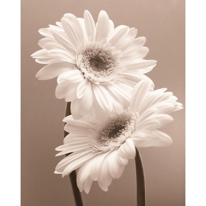 Affiche papier -  Two Daisies  - Butler  - 40x50 cm