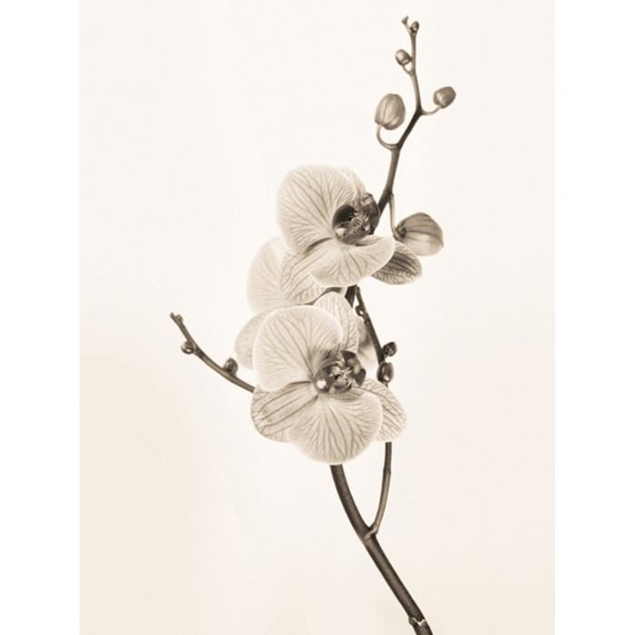 Affiche papier -  Orchids in Sepia Tones  - Butler  - 60x80 cm