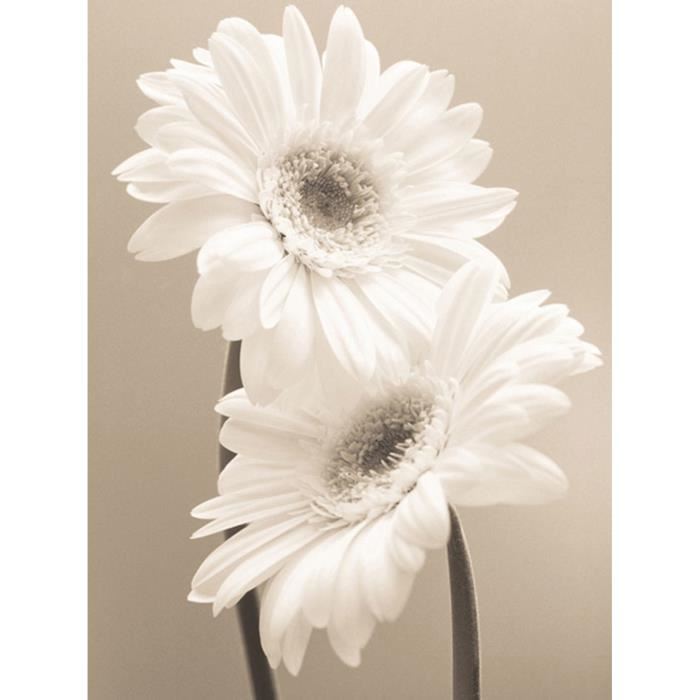 Affiche papier -  Two Daisies  - Sharp  - 60x80 cm