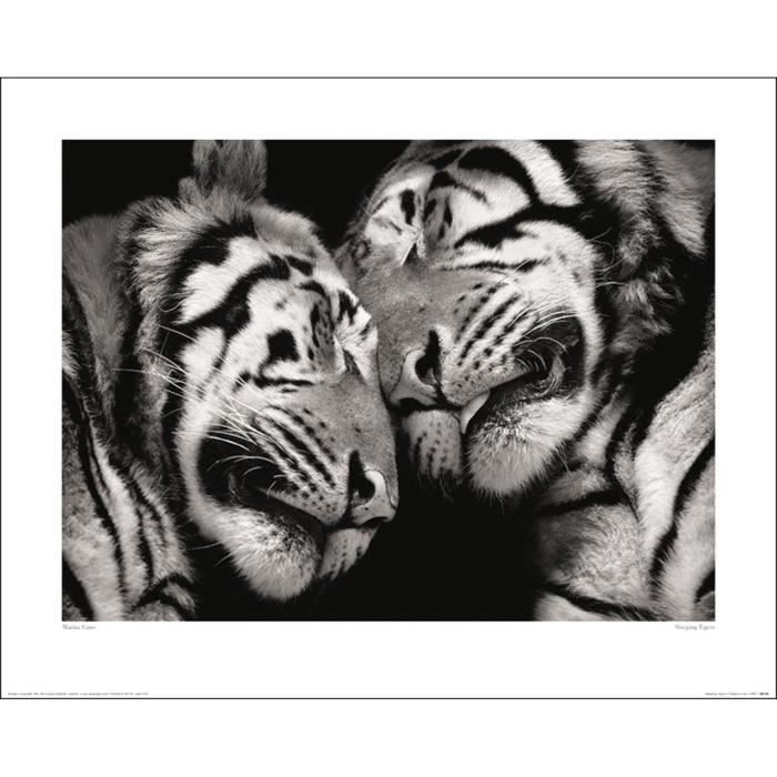 Affiche papier - Marino Cano (Sleeping Tigers) - 40x50 cm