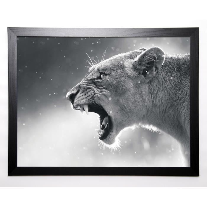 BRAUN STUDIO Image encadrée Lionne 57x77 cm Gris