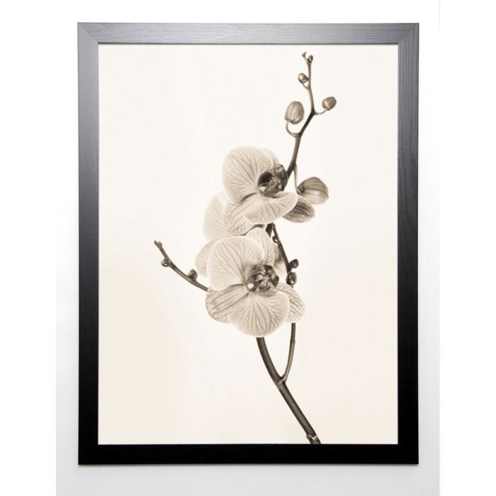 BUTLER Image encadrée Orchids in Sepia Tones 67x87 cm Ivoire