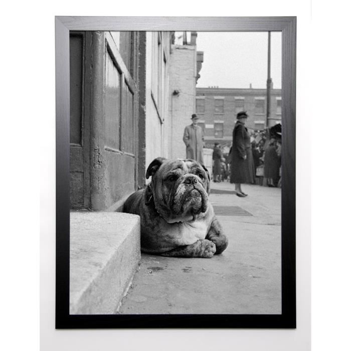 GAY Image encadrée Lazy Bulldog at Camden Town 67x87 cm Gris