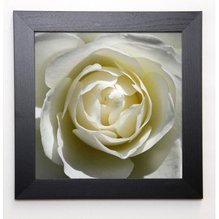 PINSARD Image encadrée White Rose 37x37 cm Blanc