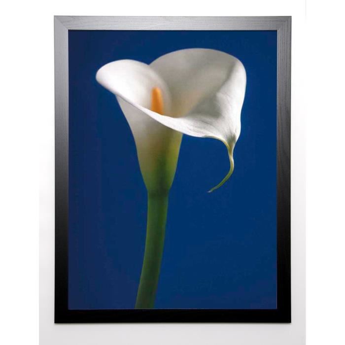 SEDGWICK Image encadrée Calla on Blue I 67x87 cm Bleu