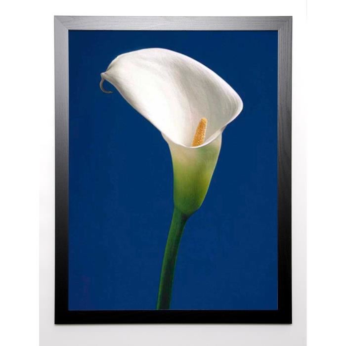 SEDGWICK Image encadrée Calla on Blue II 67x87 cm Bleu