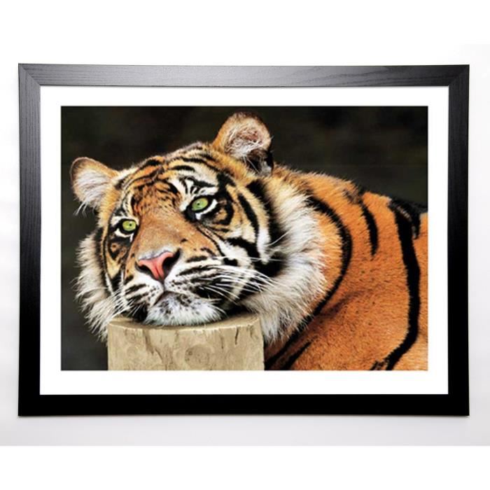 WALLBANK Image encadrée Lazy Tiger 67x87 cm Multicolore